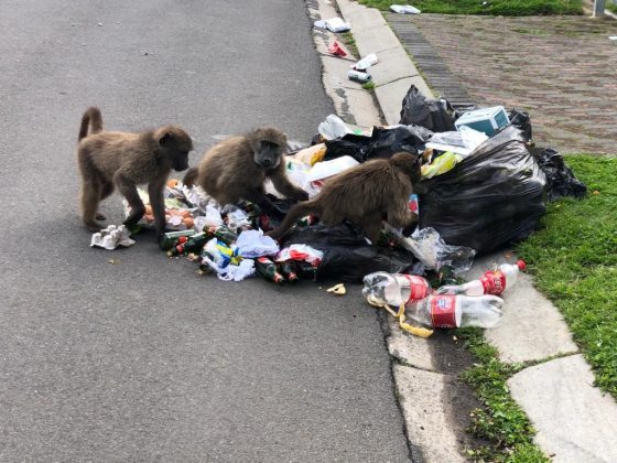 BABOONS HAVE ARRIVED; here’s how we can manage the situation in Kleinmond