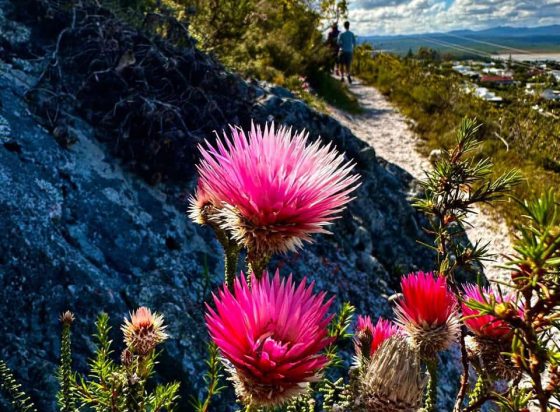 Fernkloof Nature Reserve paths reopened to hikers following enhanced safety measures